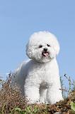 BICHON FRISE 230